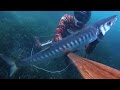 Gros barracuda de mditerranne  chasse sous marine