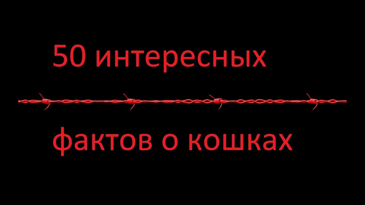 50 интересных фактов о кошках 50 интересных фактов о кошках
