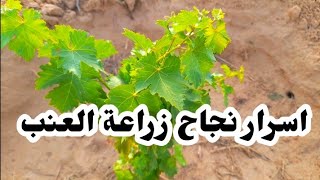 أسرار نجاح زراعة شجرة العنب🍇 ... العناية بشتلة العنب بعد الزراعة 🌳