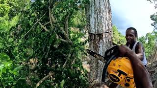 Chainsaw in Jamaica Bush - Tree Cutting