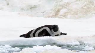 Ribbon Seal on Ice - Exploring the Sea of Okhotsk with Heritage Expeditions