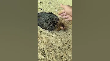 شكل الدجاج قبل وبعد العلاج النهائي 