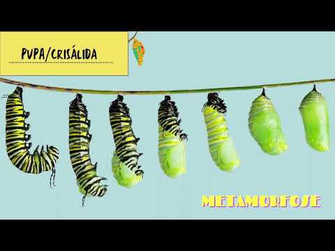 Vídeo: A lagarta é uma larva de borboleta: variedades, ciclo de vida, nutrição