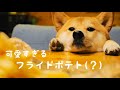 内容が全然入ってこないフライドポテトの作り方【柴犬可愛すぎて】