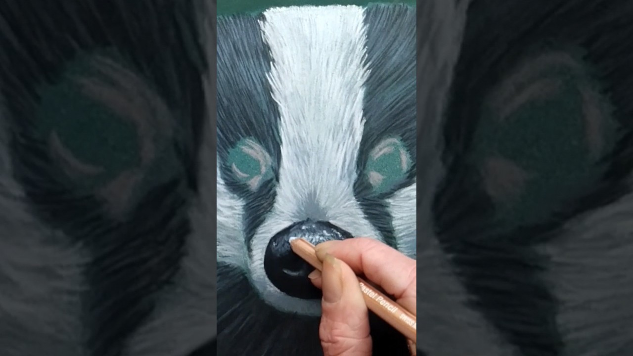 Badger drawing with pastels.         