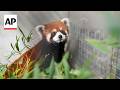 Red pandas arrive in Taipei from China in first cross-Strait zoo exchange in over a decade