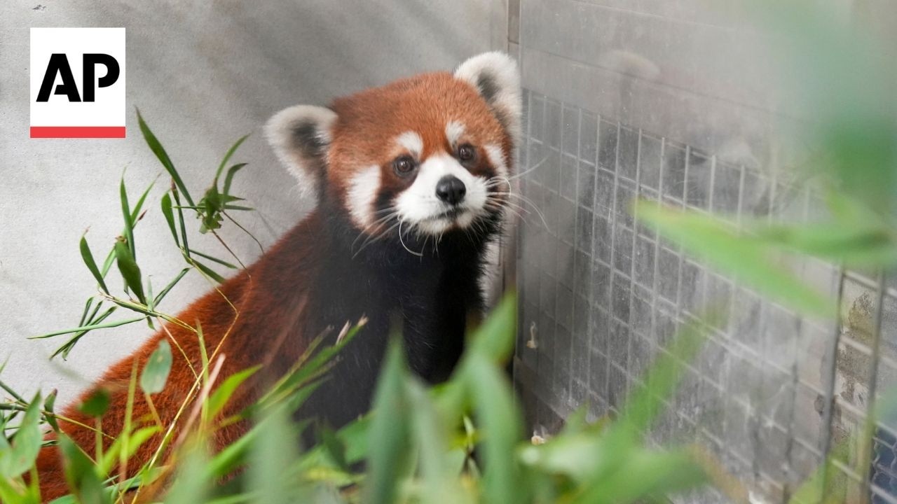 赤パンダ Red pandas arrive in Taiwan from China in rare cross-Strait zoo