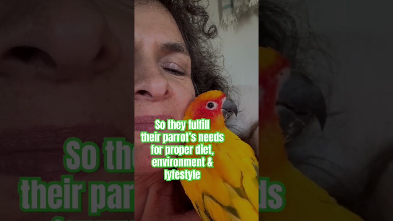 What I ♥️ About Parrots 🦜 | #parrot_bliss #parrot #birds