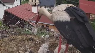 2022-06-03 Mlade Buky: Smallest chick survives removal process and will be fed later