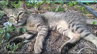 Cat Pich Sleep Look Like A Tiger