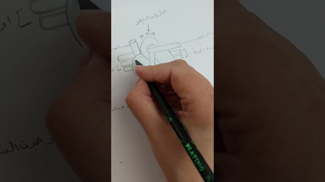 مقطع طولي للقلب من الناحية البطنية (ثالث متوسط)