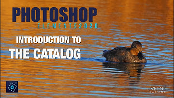 Photoshop Elements 2020: The Catalog Overview