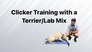 Clicker Training With Leo  Bull Terrier/Lab Mix