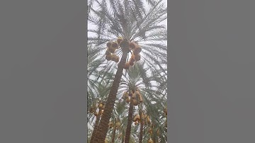 #سورة_الكهف #حمزة_بوديب #سورة_البقرة #اكسبلور