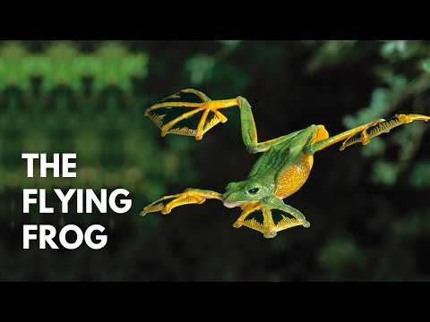 A Flying Frog? | Wallace’s Flying Frog