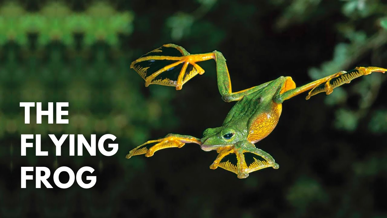 Flying Crazy Frog