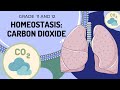 Homeostasis and Carbon Dioxide Regulation Quiz