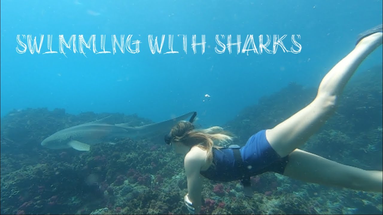 FINALLY HOME - Swimming With SHARKS At 'Julian Rocks'