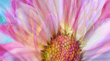 سورة الغاشية بصوت الشيخ سعد الغامدي