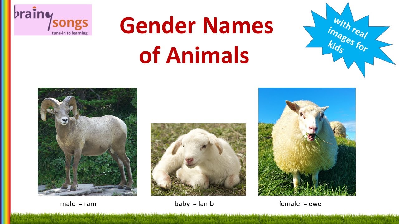 Gender Names of Animals in English Song | Guess the Animal Song - YouTube