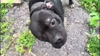 Breakbred’s Rocket my KP’s dog from a lil breeding he & I put together Angola’s 1 surviving sibling