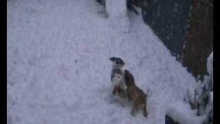 Honden1.Wmv