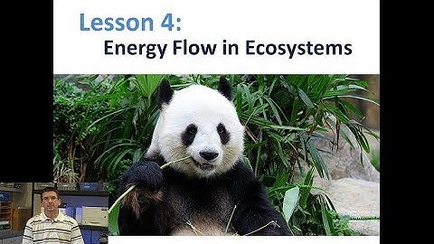 Lesson 5.4.4 - Energy Flow in Ecosystems
