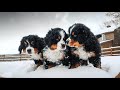 WEEK 8 PUPDATE!! Bernese Mountain Dog Puppies' First Snow! || Ep. 9