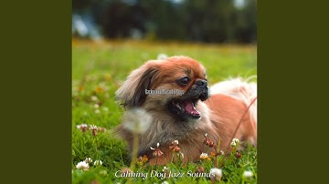 Pulsating Moods for Dogs