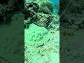 Come dive with us. Wish you Merry Christmas 🎄🎁
