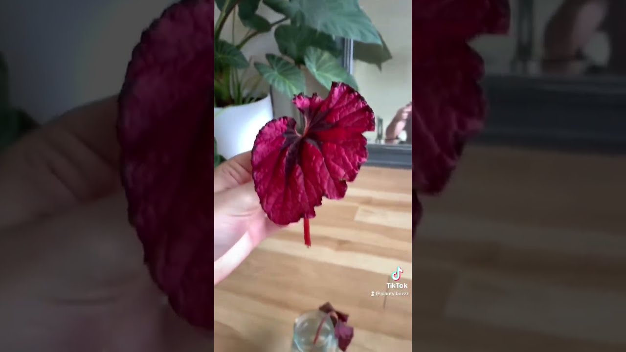 Stunning Rare Plants Collection 