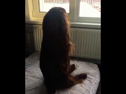 Video: Tibetanski mastif
