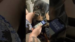 that dog got in trouble #rottweiler #dog #funny