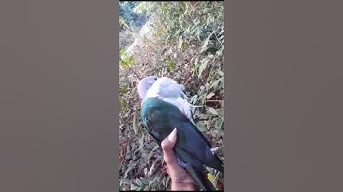 suara burung pergam