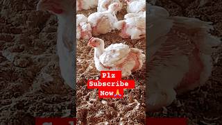 Kis Tipe Ka Video Banau Jo रातो रात Vrl Ho Jaye #strshortvideovloger#Dimpyrajput725