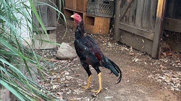 Qaib - almost ace almost here update #pama #pakoy #qaib 