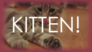 KITTEN!