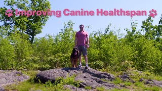 Improving Canine Healthspan