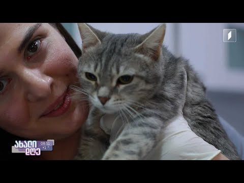 #ახალიდღე რუბრიკა „აკის პარკი“ - რჩევები ვეტერინარისგან კატების მოვლა-პატრონობის შესახებ