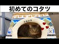 猫用コタツをプレゼントしました！