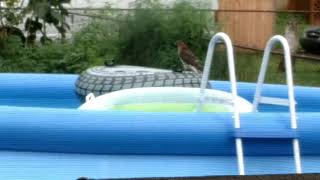 Pool Hawk