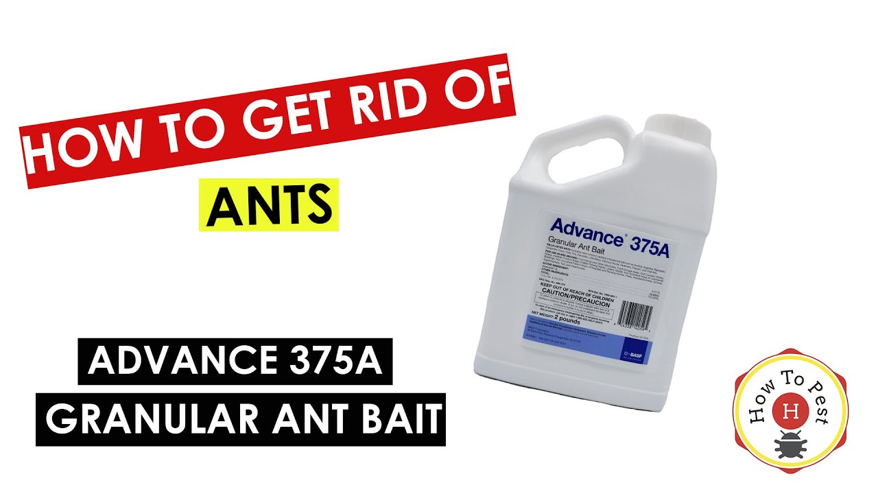 How To Get Rid Of Ants... Advance 375A Granular Ant Bait