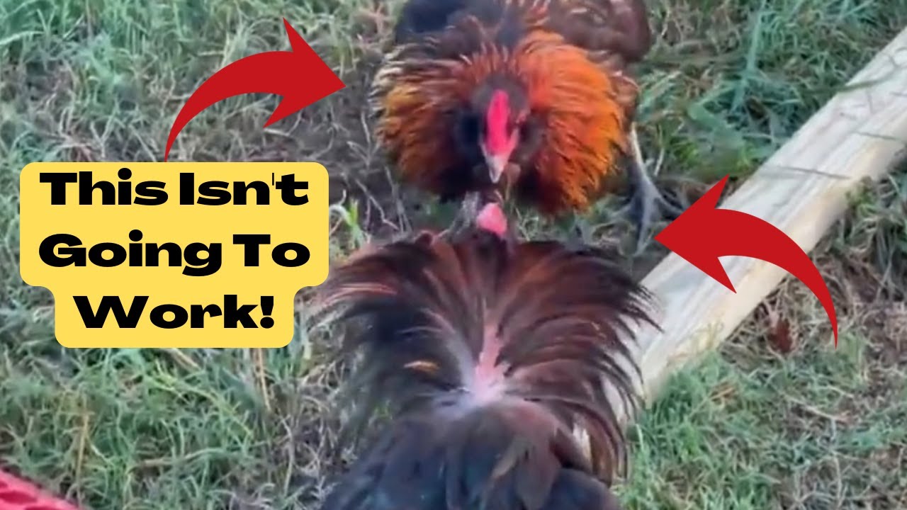 Homestead Roosters / New Chicken COOP YouTube