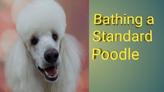 Bathing a Standard Poodle