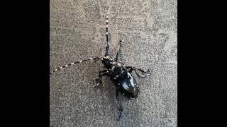 Bahçede Buldum. Ne Olduğu Hakkında Bilgisi Olan Var Mı? Zararlı Mı?