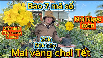 30-11-2025☎️0987 353 953📲mai vang giá rẻ 20k cây -báo mã số cây thành phẩm chơi Tết 