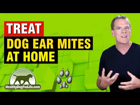 Video: Dog Ear Mites - Sådan Slipper Du Af øremider Hos Hunde