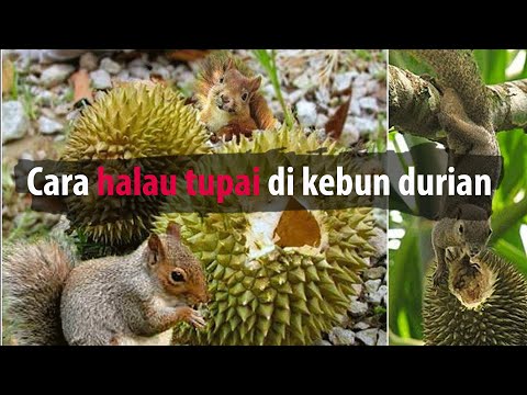 Video: Petua Mengelakkan Tupai Daripada Pemakan Burung