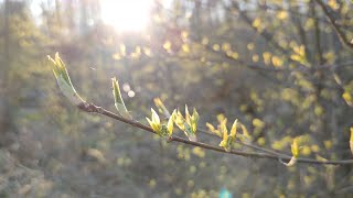 Побег в лес: как я провела отпуск. (день 2й)