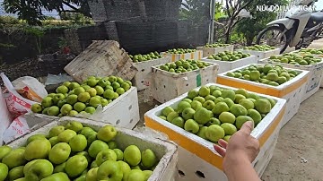CÙNG EM KIÊN KÊNH VƯỜN NHÀ NẤM ĂN TÁO TÁO LỤC NGẠN ĐẦU MÙA I NÚI ĐỒI LỤC NGẠN
